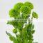 Fresh Crazy Selling various chrysanthemum flower from china