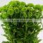 Cheap most popular single stem mini green chrysanthemum