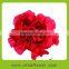 Pure and mild flavor top sell fresh cut carnations