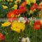 Corn Poppy,Papaver, Flower Seeds , Herb Seed,vegetalbe Seed,fruit Seed,grass Seed
