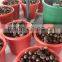 Taian chestnuts china fresh chestnuts for USA
