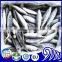 frozen round scad Decapterus Maruadsi