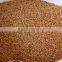 Feed Wheat Grade 2