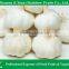 Fresh Chinese Garlic