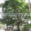 Terminalia Catappa L.