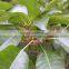 Ficus altissima