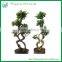 Indoor and Outdoor Plant Ficus Bonsai