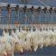 Screw chiller/pre-cooling machine For chicken slaughterhouse