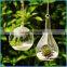 Clear Hanging Hanging 4 Inch Round Ball Air Plant Terrarium Globe
