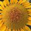 Hot sales high yield giant dwarf sunflower seeds for sale