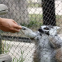 Factory Supply Stainless Steel Metal Security Fence for Animal Enclosure