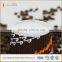 Your design printed ripple wall paper hot cups with lids