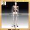 High Quality Medical Human Skeleton Teaching Model