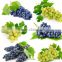 New Product Grape Seed Oil Herbal Extract China Supplier