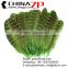 ZPDECOR Feather Dyed Green Hen Ringneck Pheasant Wing Quills Feather