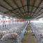 Automatic pig feeding system