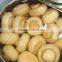 China Canned mushrooms/canned champignon/canned shiitake mushroom