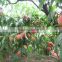 2016 High Quality Fruit Tree Seeds Big Sweet Peach Seed For Growing