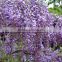 Wisteria Tree Seeds Chinese Wisteria sinensis Seeds Vine Purple Flowers Bonsai Seeds For Planting