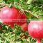 GMP manufacturer supply Pomegranate Extract powder in Cosmetics Punicalagin,Ellagic acid,Polyphenol