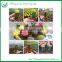 Succulent Indoor Flowering Cactus Plants