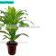 artificial bonsai with pot in factory price for decoration