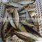 high quality best price indian mackerel