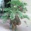 artificial ficus tree, artificial bonsai, arificial plants