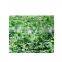 alfalfa leaf extract with 5% flavonoids
