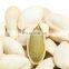 New Crop GWS Pumpkin Seeds Price A/AA/AAA Grade  in Bulk Price for south africa