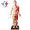 HC-S231 Human anatomy model, human muscle model/ Human body level anatomy with internal organs model