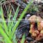 Wild dried boletus mushroom
