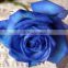 Single fresh blue rose plant for wholesale