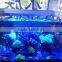 Dimmable 1ft Aquarium Coral Reef LED Light 72W Blue And White Emitting Color