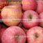 Apple Fuji India Pakistan Southeast Asia Europe UAE South Africa