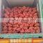 Chinese fresh onion on sale before the new year