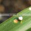 Delicate Stainless Steel Custom Small Bead Charm for Kids