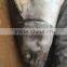 New Arrival High Quality Frozen Spanish Mackerel Fish W/R
