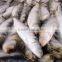 Frozen Sardine Fish Whole