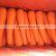 Fresh Fujian Carrot