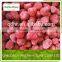 factory manufacturer IQF frozen Strawberry