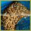 mushroom 2014 canned mushroom mushroom farm for sale
