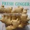 Fresh mature ginger