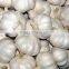 Supply Frresh Garlic in Reasnale Price