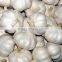 Normal White Garlic bulbs available for Shipment