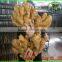 Organic Fresh Ginger Price