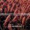 white sorghum seeds for animal feed