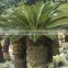 Cycas revoluta bonsai sago palm tree