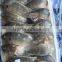 Wholesale Frozen Tilapia Fish W/R 300-500g