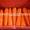 HKVIMEX'S Professional Supplier Bulk Fresh Carrots